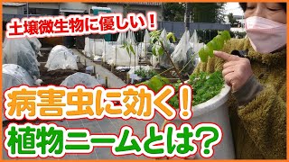 家庭菜園や農園栽培で害虫対策に使える植物ニーム！植物由来で土壌に優しい！野菜栽培以外にも使える便利なニームを徹底解説！【農家直伝】