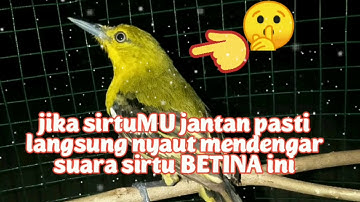 pangilan sirtu betina birahi nyecret memangil jantan.ampuh untuk terapi sirtu ombyokan.
