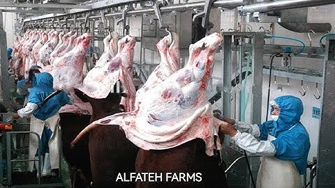 Modern Meat Processing Factory | Million Dollar Cow Processing Technology & Cutting Line