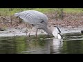 Heron eats a Charles River catfish