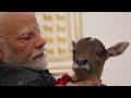 PM नरेंद्र मोदी जी के आवास 7 लोक कल्याण मार्ग पर गौ माता ने एक नव वत्सा को जन्म दिया