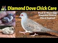 Diamond dove dead in shell eggs | Pied dove breeding issues | Diamond dove chicks care | birds