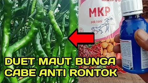 Pupuk Daun Cabe Umur 35 Hst || Merangsang Bunga dan Buah Cabe Jadi Lebat