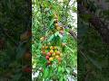 amazing natural real Fruits 😍 ✨️ 🌳🧑🌾🍊 #agriculture #farmlife #beautiful #gorgeous #automobile #me