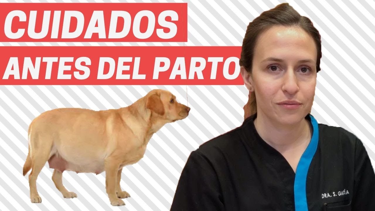 Parto de un perro