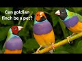 What is gouldian finch facts about gouldian finchc much moreaustraliabirdsscishow