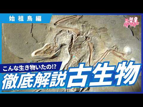 【古生物学】RPNP古生物学ニュース「最古の鳥！始祖鳥編」#恐竜 #化石 #解説