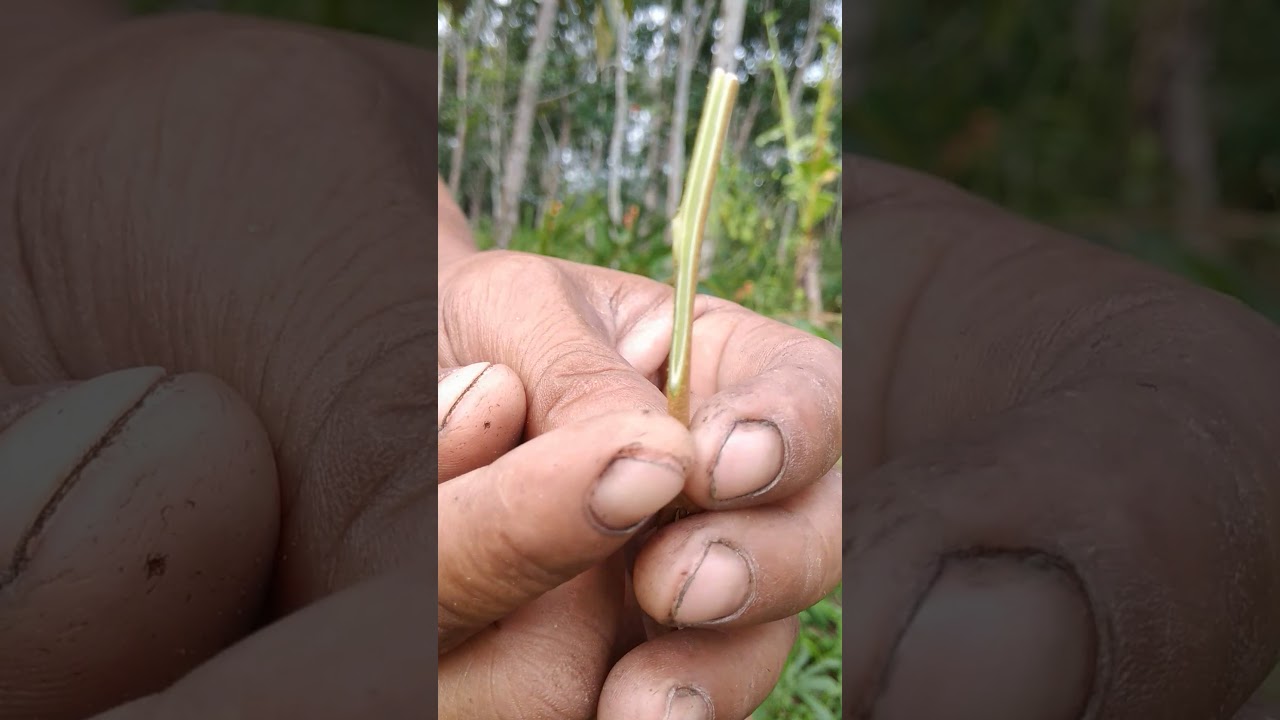 เหน็บข้างแบบไม่ตัดยอด