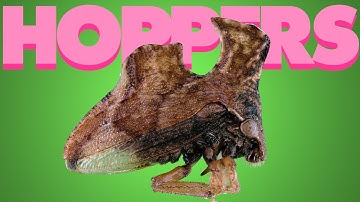 Jumping Hoppers in SLOW MOTION!