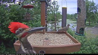 Pileated Woodpecker Photobombs the Cornell Lab FeederWatch Cam at Sapsucker Woods