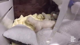Inside the Toronto Zoo's ICU with their newborn polar bear