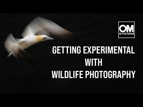 Slow shutter speed and low-key photography with GANNETS - Wildlife Photography - OM System OM-1