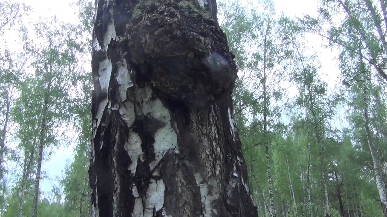 Жарки Цветы Жарки Цветы огоньки Лесные цветы полевые цветы - YouTube