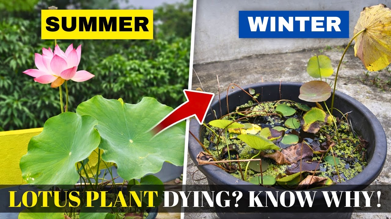Lotus Dormancy Explained || Lotus Winter Care 🌸🌱