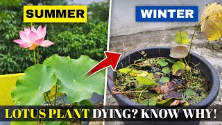 Player Profile Lotus Dormancy Explained || Lotus Winter Care 🌸🌱#gardening #youtube