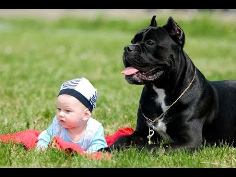 КАНЕ-КОРСО.MY BABY PET.МОЙ ПИТОМЕЦ-МОЙ РЕБЕНОК.ВСЕ САМОЕ ИНТЕРЕСНОЕ О ПИТОМЦАХ