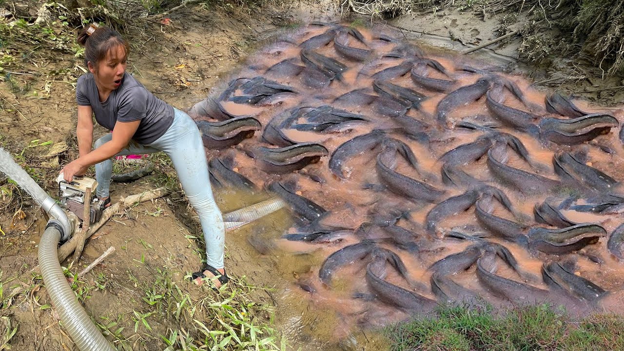 Fishing technique: The girl used a motor to pump water out of the lake and caught many fish.
