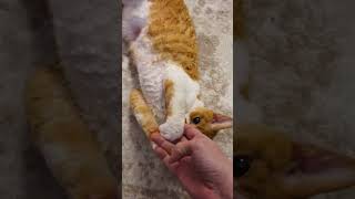 Cute Cat Asks For Petting by The Rockstar Cats 2,385 views 2 months ago 1 minute, 12 seconds