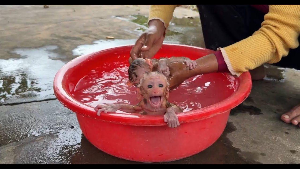 Sorry My Baby...Tiny Newborn Baby Monkey Crying Loud In Bath Tube While Getting Bath First Time