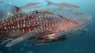 Whale shark-King Cruiser