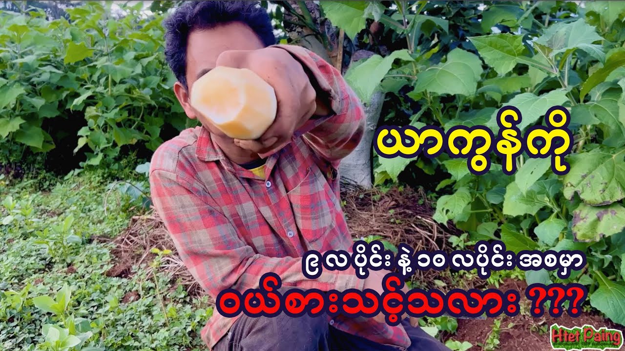 ၉ လ ပိုင်း ၁၀ လပိုင်းထဲမှာ ယာကွန်တွေတကယ်ရောချိုသေးရဲ့လား ??