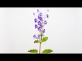 【立浪草】タツナミソウの開花（花の開花＃ 407) / Blooming Scutellaria indica (Timelapse)