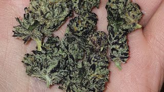 Odi Wan Kenobi | OSH Hemp Review | Premium Indoor grown