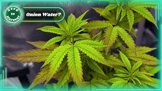 I Tried Onion Water on My Plants