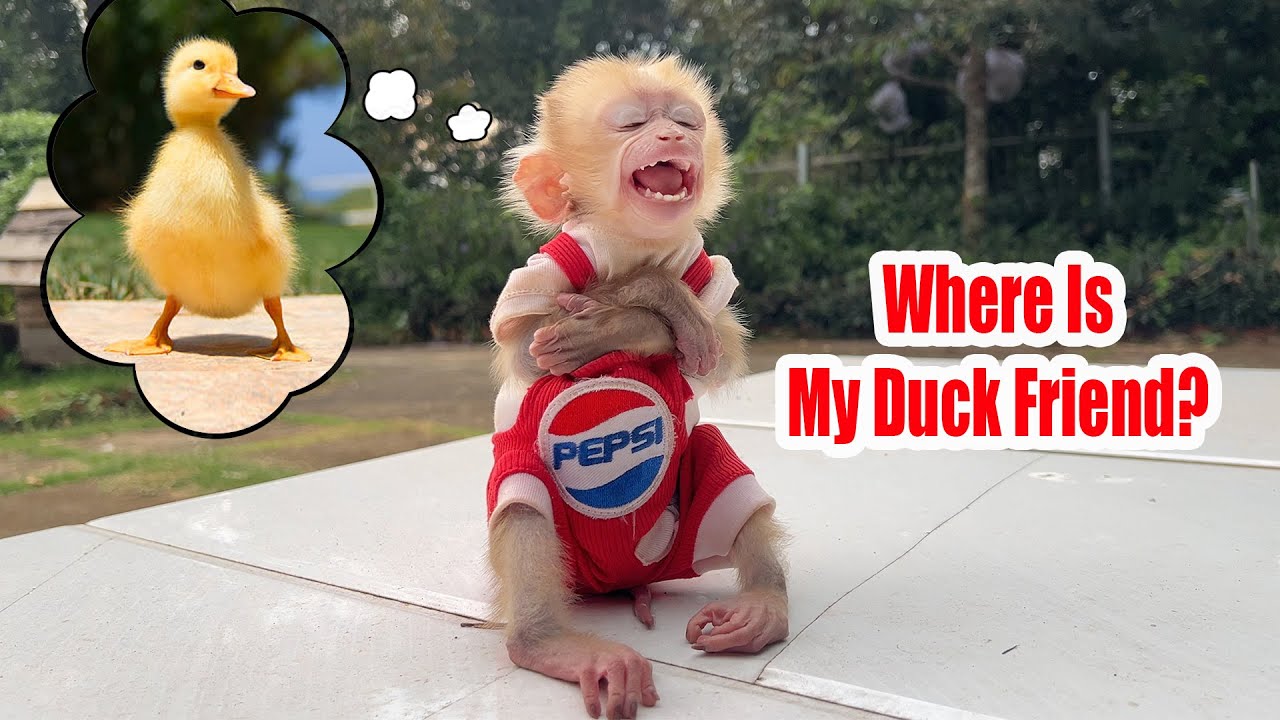 Baby monkey Bobby feels so sad until he finds his duck friend