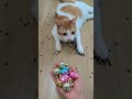 뭉치스타 #reversevideo #marblerunandmore #cat #catvideos #reverse