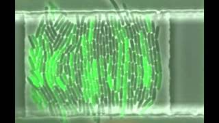 Entrained bacterial oscillators