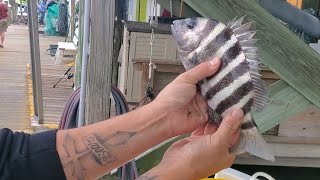 SHEEPSHEAD FISHING using LIVE SHRIMP!!!  JOHNS PASS!!