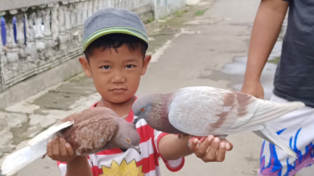 MERPATI STAMINANYA KEMBALI LAGI