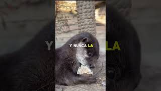 La Nutria Marina Tiene un Truco que Nadie Esperaba #animals #vidasalvaje  #wildlife