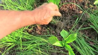 Planting Peppers Into A Cover Crop Of Ryegrass