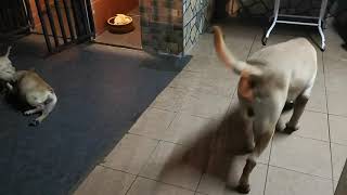 Bullador Bulldog & Labrador mix Bullador Labrador Bulldog Mix Info With Pictures