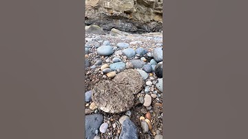 Here’s a huge stone filled with tiny Jurassic shell fossils that we found on a recent fossil hunt