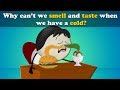 Why can&#39;t we Smell or Taste with a Cold? + more videos | #aumsum #kids #science #education #children