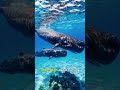 Scientists Are Finally Decoding Whale Language 🐋