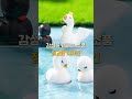 마마캣츠 | 백조 가족 7종 미니어처 테라리움 화분 인테리어 장식 소품 #백조미니어처 #백조피규어 #동물미니어처 #동물피규어 #테라리움 #마리모 #마리모피규어