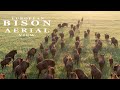 EUROPEAN BISON. Aerial views of the wild animals | Wildlife World