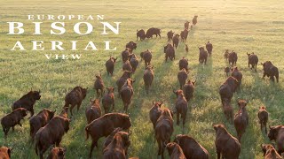 EUROPEAN BISON. Aerial views of the wild animals