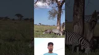 तेंदुआ कैसे जेब्रा पे हमला करता है 🤗 amazing wildlife animals video #shorts||animals|| #youtube