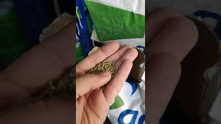 علف الصيصان المرحلة الثانية من شركة كارفو الهولندية 702