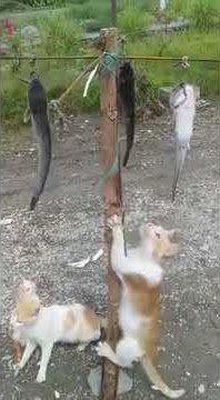 KUCING LOMBA PANJAT PINANG