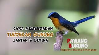 CARA MEMBEDAKAN CIRI BURUNG TLEDEKAN GUNUNG  JANTAN & BETINA
