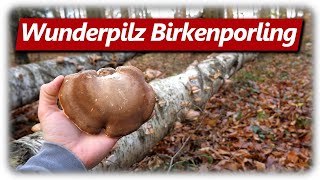 Birkenporling Ötzi Heilpilz sammeln | Merkmale, Verwechslung, Verwendung