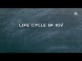 Life Cycle of HIV
