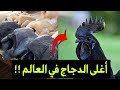 الدجاج الاسود الغريب جدا حتى لحمه أسود اللون بعثرة 
