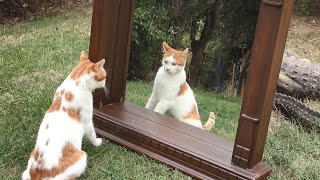 Outdoor Cats Seeing Themselves In A Mirror For The First Time !!